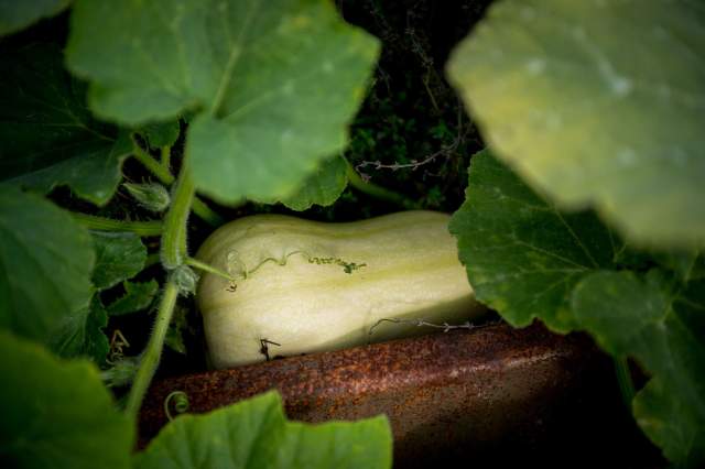 Courge poussant dans le potager du restaurant La Table d’Elka, entourée de grandes feuilles vertes.