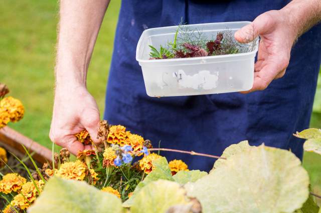 Cueille de fleurs comestibles et d’herbes aromatiques dans le potager du restaurant La Table d’Elka, un chef tenant une boîte de récolte.