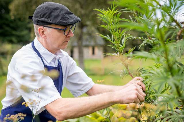 Chef du restaurant La Table d’Elka cueillant des herbes aromatiques dans le jardin du restaurant, vêtu d’une chemise blanche, d’un tablier bleu et d’une casquette noire.